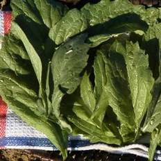 Vegetable Seeds Mountain Valley Seed Company Seeds: Mustard Vegetable Garden - Florida
