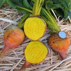 Organic Burpee Golden Beet Seeds - 1 Garden