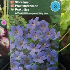 Storkenæb planter Storkenæb Baby Blue - Geranium himalayense Baby Hækplante