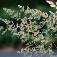 Rørhvene Karl Foerster Calamagrostis