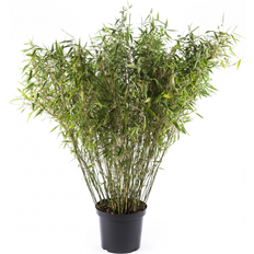Sinarundinaria murielae 'Jumbo' Fargesia murielae Staude