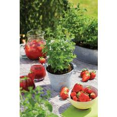 Jordbær planter MENTHA arv.'Strawberry Mint' Jordbær Sommerblomst