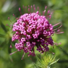 Rosenskovmærke - Phuopsis stylosa Prydbusk