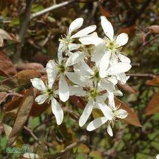 Häggmispel Häggmispel Amelanchier Spicata 50-80cm 10-pack