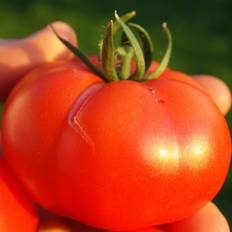 Vegetable Seeds Seeds: Tomato Garden - Champion Hybrid