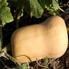 Seeds: Waltham Butternut Winter Squash Garden