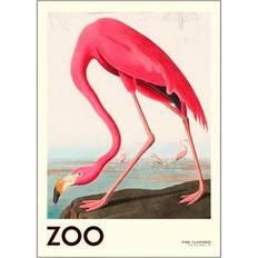 Poster & Frame & Frame The Zoo Collection Pink Flamingo Edt. 001