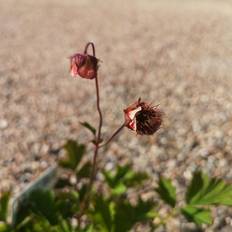 Nellikerod - Geum rivale