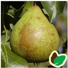Frugttræer & Bærbuske Pæretræ Herrepære Frugttræ & Bærbusk