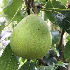Frugttræer & Bærbuske Pæretræ Clapps Favorite Frugttræ & Bærbusk