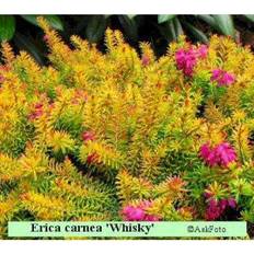 Erica planter Erica carnea 'Whisky' Forårslyng