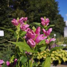 Duehoved Chelone Blomsterfrø