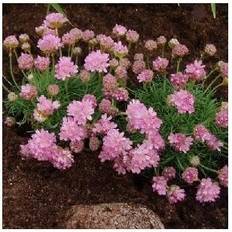 Engelsk græs frø Engelsk Græs - Armeria juniperifolia Blomsterfrø