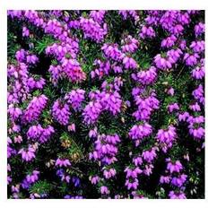 Forårslyng - Erica darleyensis Rubina Krukke