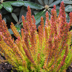 Efterårslyng Calluna vulgaris 'Zoe' Efterårslyng Sommerblomst