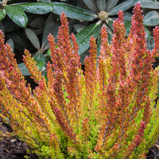 Efterårslyng Calluna vulgaris 'Zoe' Efterårslyng