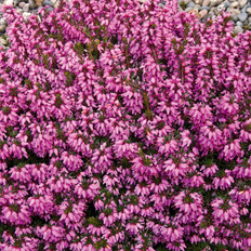 Erica planter Erica carnea 'Rosalie' Forårslyng