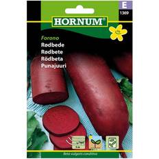 Rødbede frø Hornum Rødbede Frø, Forono Såbånd Blomsterfrø