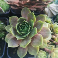 Husløg Husløg Othello - Sempervivum hybrid Othello Blomsterfrø