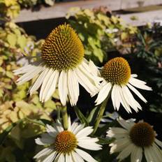 Purpursolhat White Meditation Echinacea purpurea Blomsterfrø
