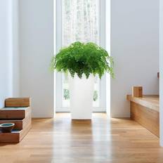 Lechuza Blomkruka CUBICO Premium 22