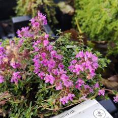 Smalbladet Timian Coccineus Thymus Krydderurtefrø