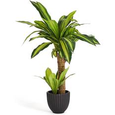 Dracena Plante