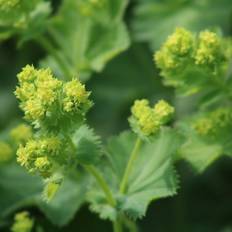 Mollis Lodden Løvefod - Alchemilla mollis Blomsterfrø