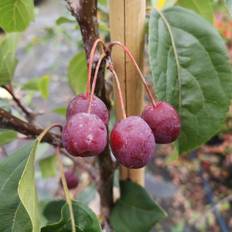 Paradisæble Paradisæble Brændkjær - Malus hybrid Braendkjaer