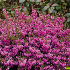 Erica planter Erica carnea 'Winterfreude' Forårslyng