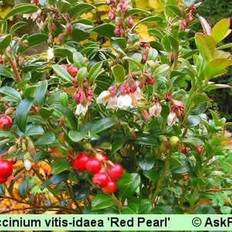 Tyttebær planter Vaccinium vitis-idaea 'Red Pearl'. Tyttebær Hækplante