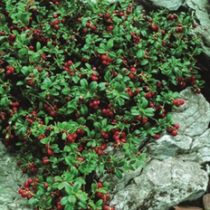 Tyttebær planter Vaccinium vitis-idaea 'Erntekrone' Tyttebær Blomsterfrø