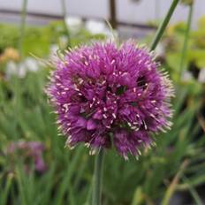 Prydløg Prydløg Medusas Hair Allium senescens Grøntsagsfrø