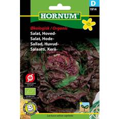 Hornum ØKO, Salat, Hoved-,Merveille des q.s.D 1914 Grøntsagsfrø