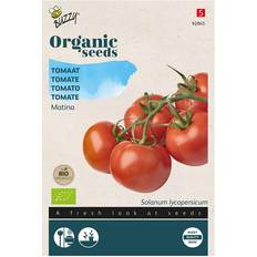 Økologisk, Tomatfrø, Matina Buzzy