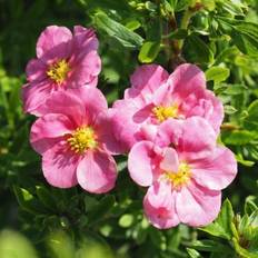 Buskpotentil Pink Paradise 20-40 cm. Potentilla Prydbusk