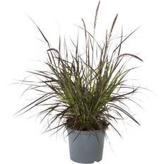 Lampepudsergræs Lampepudsergræs, Pennisetum setaceum, Rubrum, Ø17 Blomsterfrø
