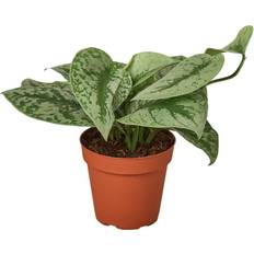 Potted Plants House Plant Shop Pothos Silver Splash Pot