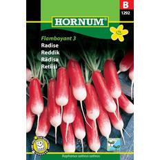 Hornum Radise, French Breakfast 3