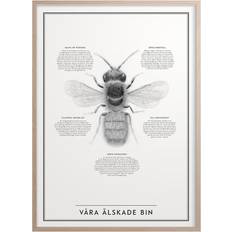 Kunskaps Tavlan Våra Älskade Bin Poster 50x70cm