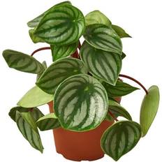 Plants Peperomia Watermelon