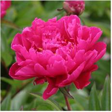 Silkepæon Silkepæon Sebastiaan Maas - Paeonia lactiflora Sebastiaan Maas Blomsterfrø