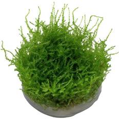 Vesicularia montagei Christmas mos 1-2-grow