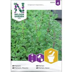 Kesäkukat Nelson Garden Mejram