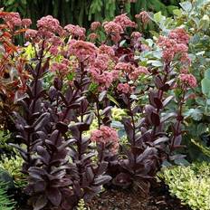 Sankthansurt Sankthansurt Chocolate Drop Sedum hybrid Chocolate Drop Sommerblomst