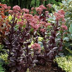 Sankthansurt Sankthansurt Chocolate Drop Sedum hybrid Chocolate Drop