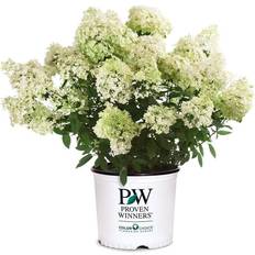 Summer Flowers Proven Winners Bobo Hydrangea