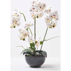 White Orchid 62 Phalaenopsis Pot 5