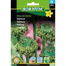 Hornum Valmue Hens and Chicks Blomsterfrø