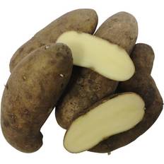 Asparges frø Asparagus Potatoes 1.5kg Grøntsagsfrø